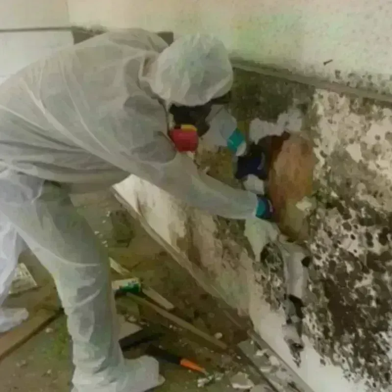 Mold Remediation and Removal in Stephens City, VA